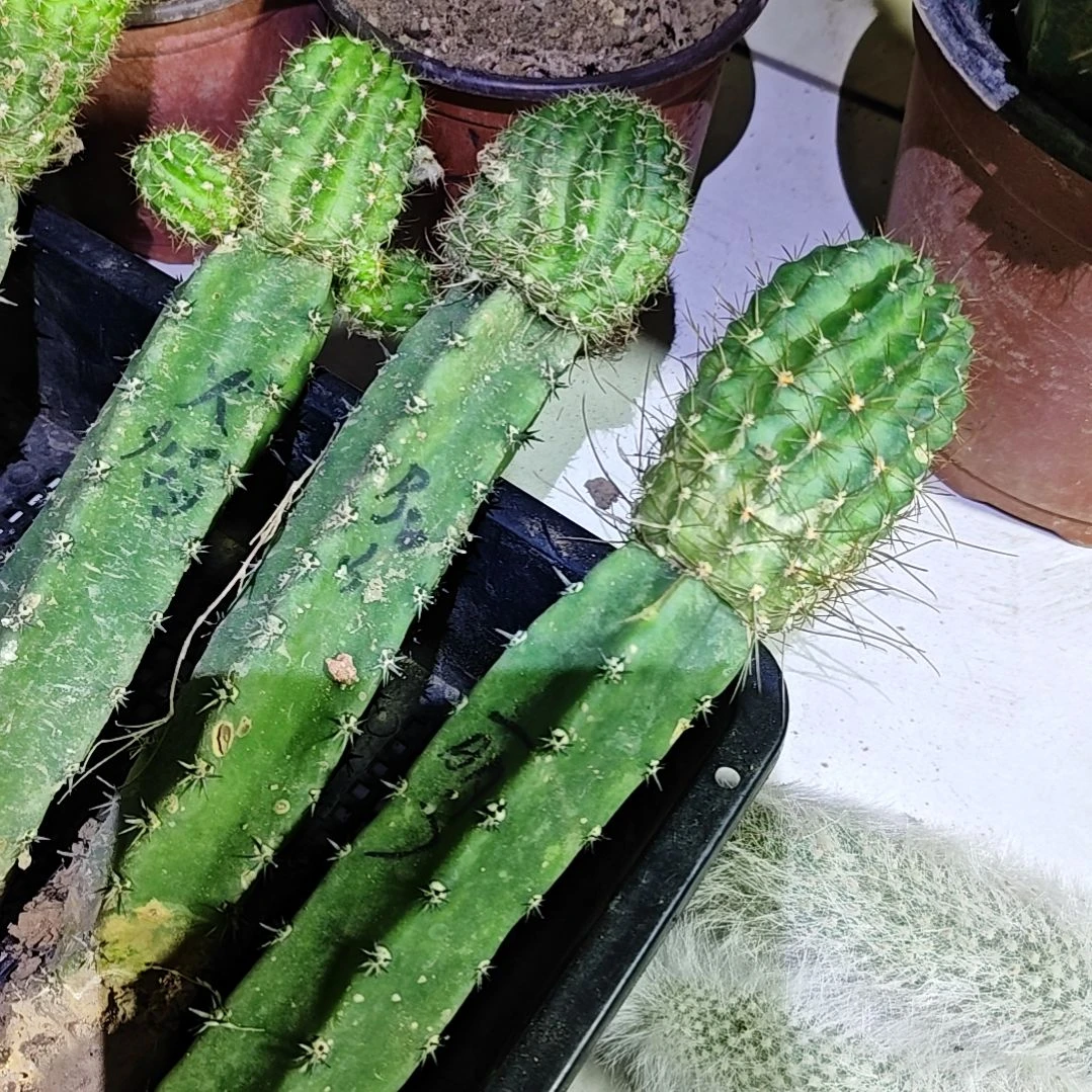 丽花秀普嫁接火焰bir.丽7三个福54