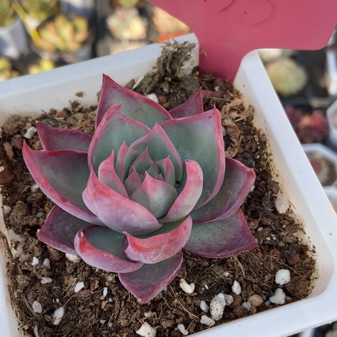 555惊鸿仙子多肉植物