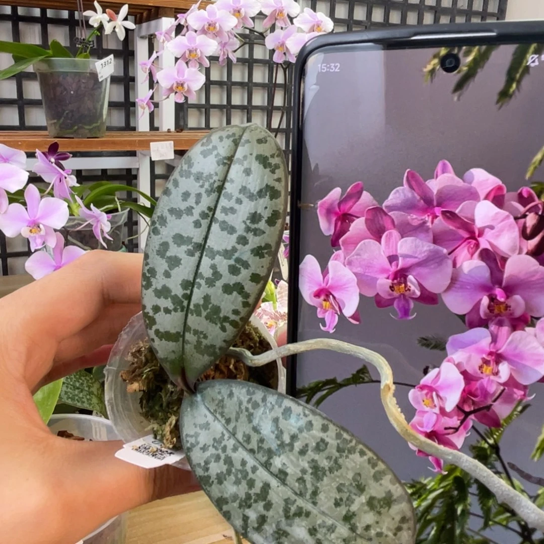 完全开放SWR M606-原厂-1.7寸-1034