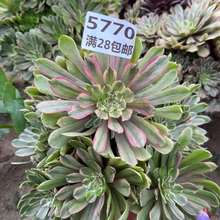 5770二号棚粉黛多肉B