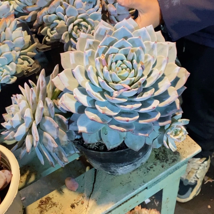 【闪购商品】好***?粉蓝鸟0645