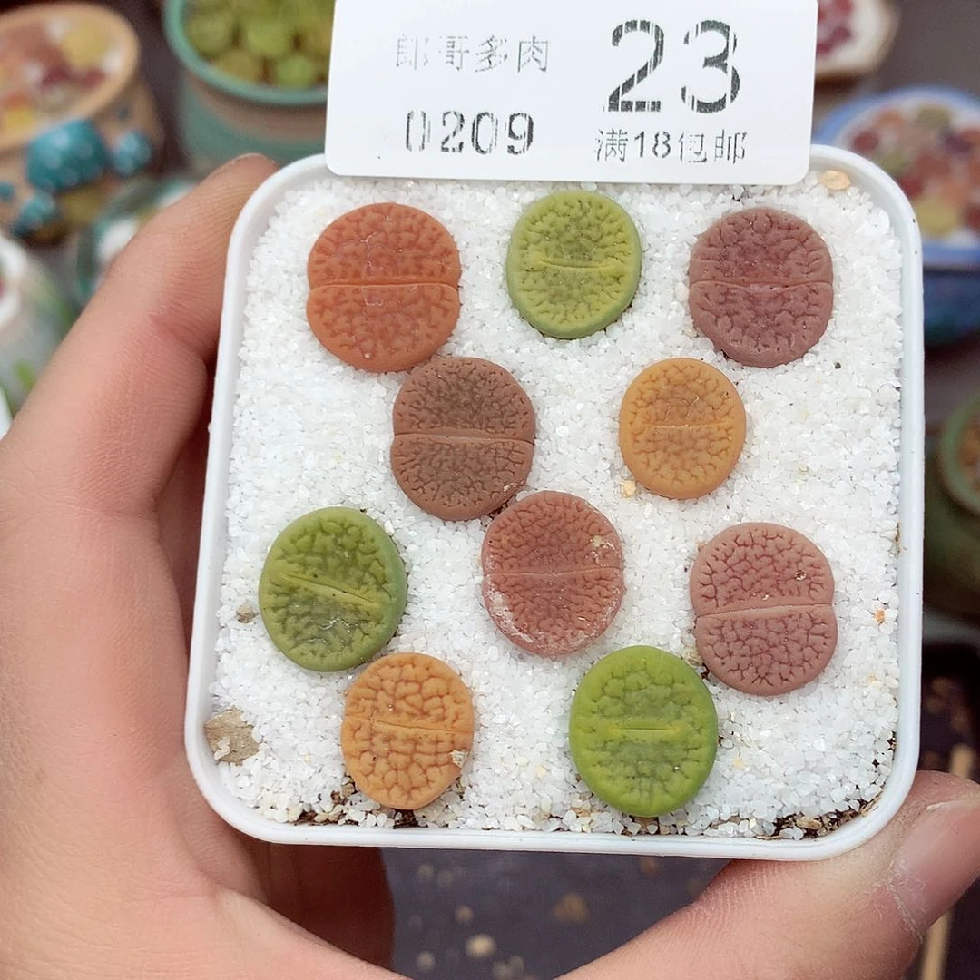 郎哥多肉生石花9-23