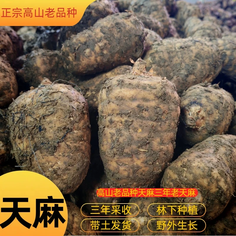 正宗【新鲜湿乌天麻】云南昭通彝良小草坝煲汤泡酒土特产美味特产粉