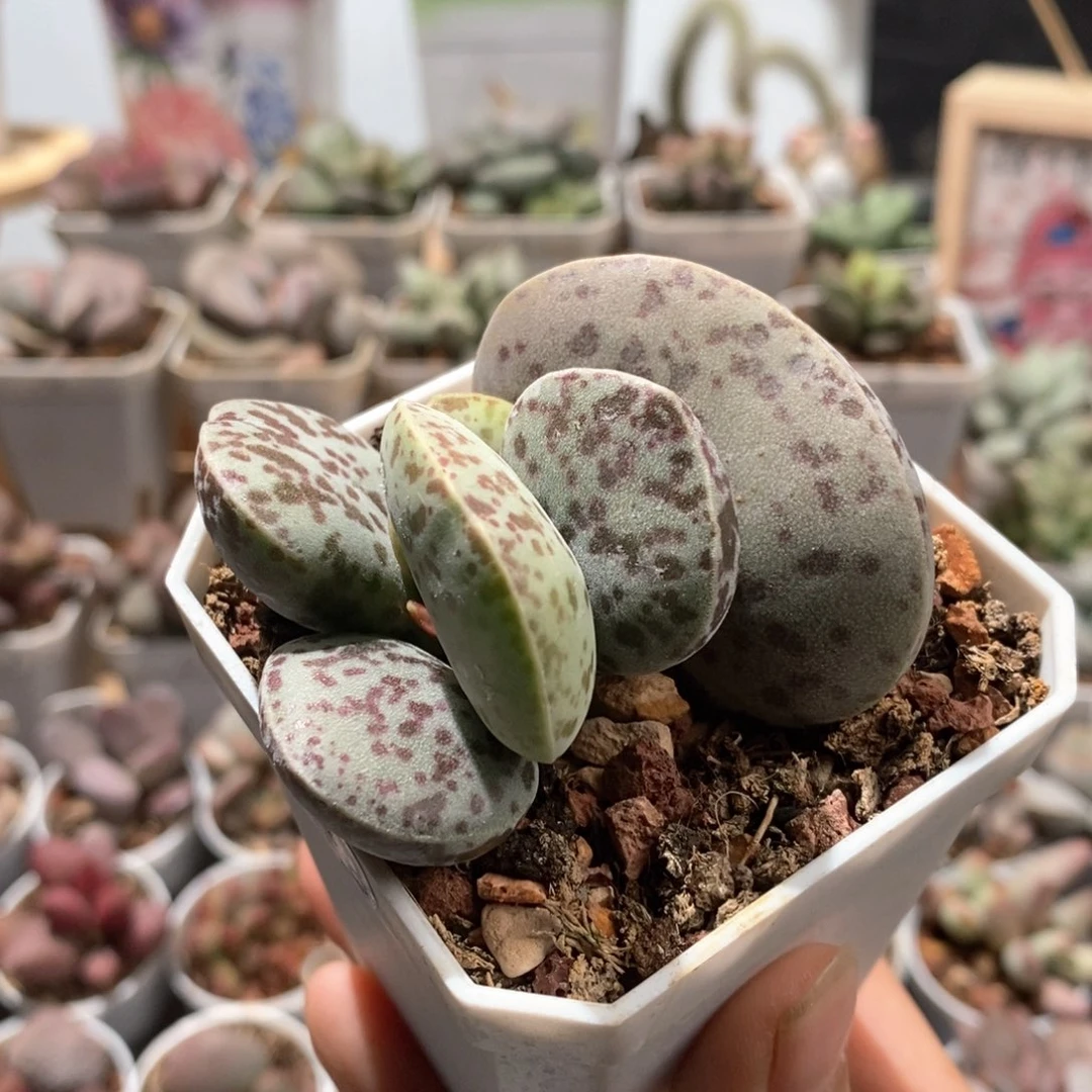 微*花旦水泡多肉植物