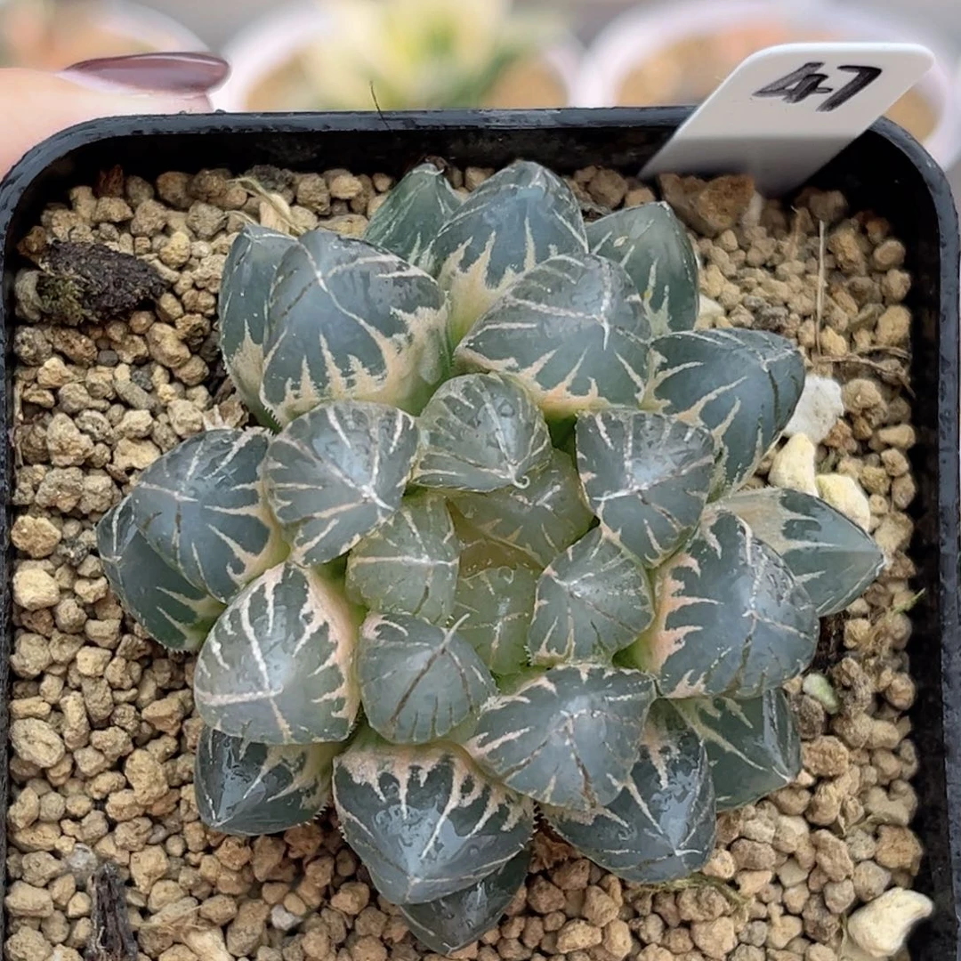 47大窗霓虹灯玉露锦福利专场