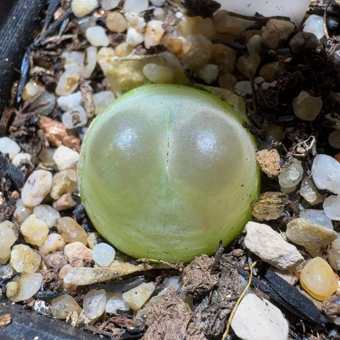 Ssss精品生石花595