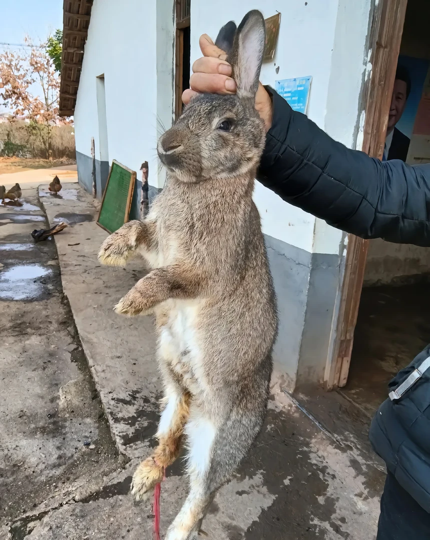 兔肉兔子肉农家散养兔子肉新鲜兔肉