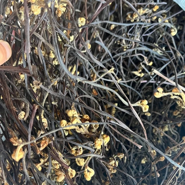 云南山货小念推荐干蕨菜100克