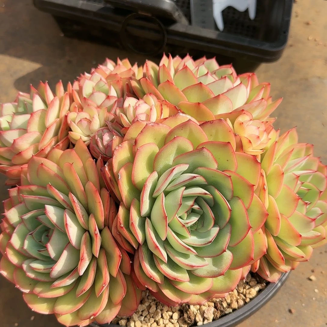 5010号牡丹亭群98        肉