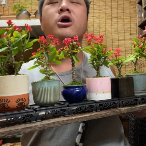 红陶四方托盘虎刺梅一盆器型随缘带盆发货