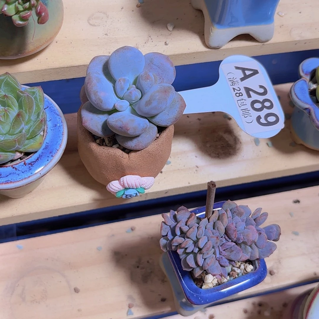 A289雪宝宝奶酪一物一拍