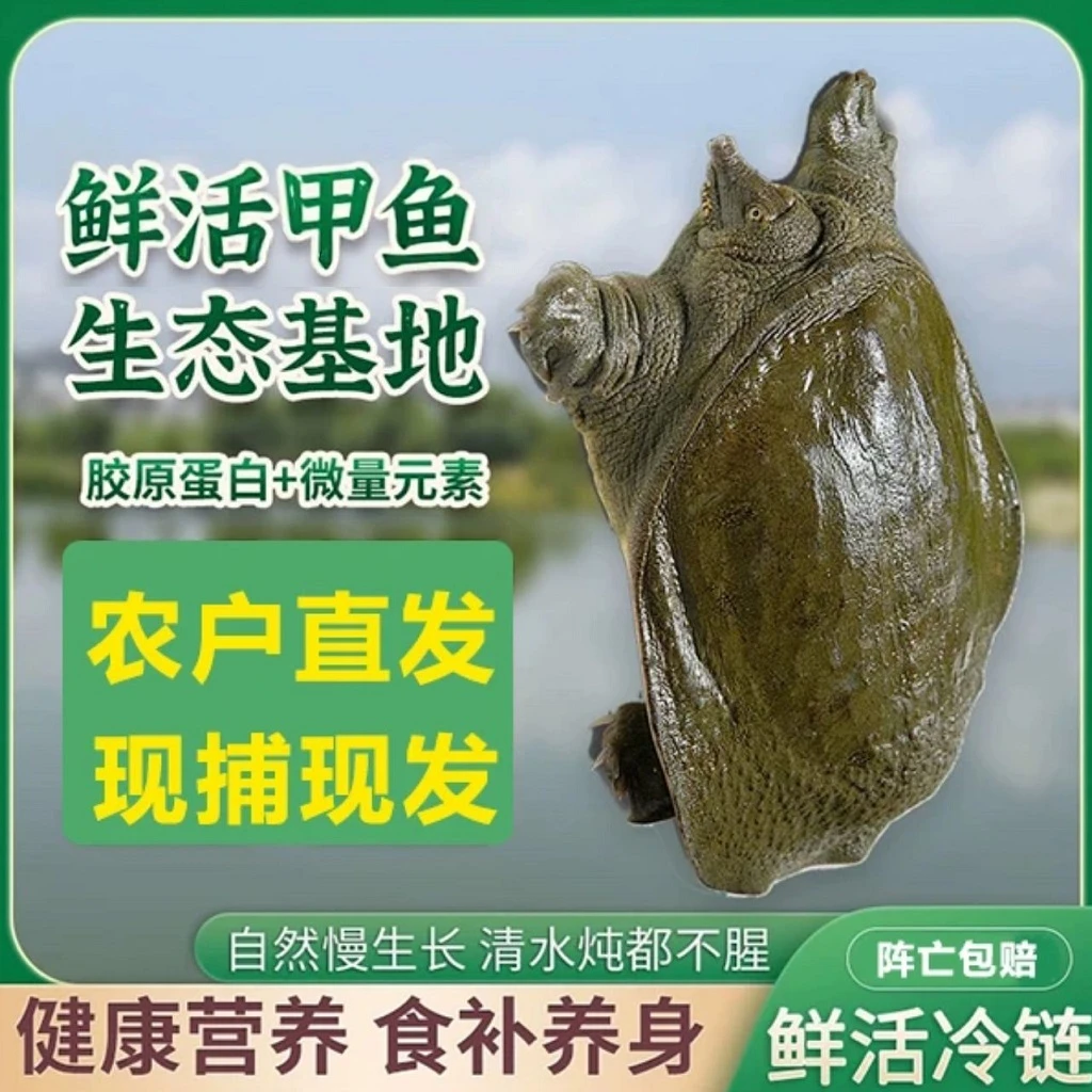 【青黑背】(5只装)6-5斤鲜活甲鱼 甲鱼 京东 顺丰包邮