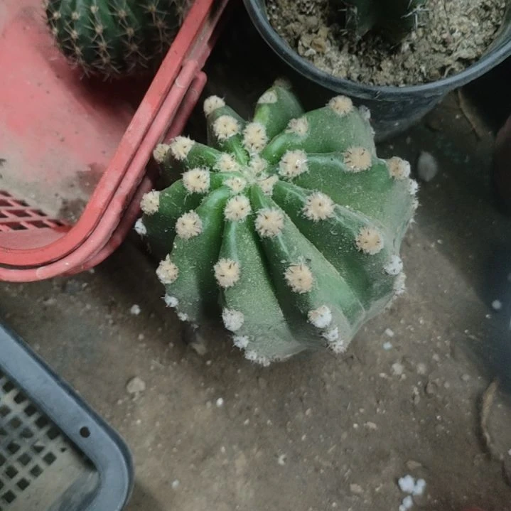 梦***家仙人球诺尔斯带根