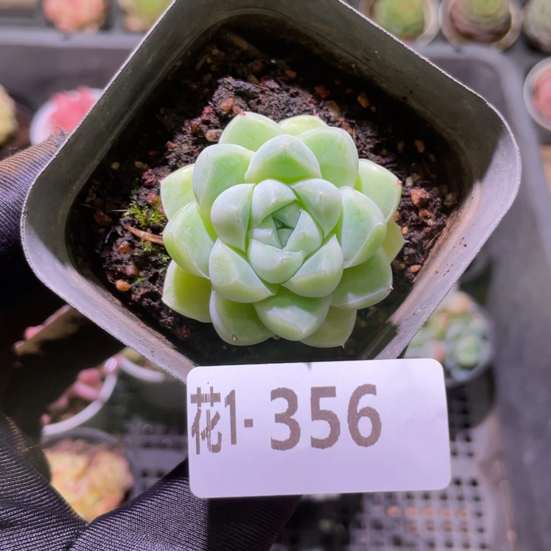 花利美1-356厚叶月影