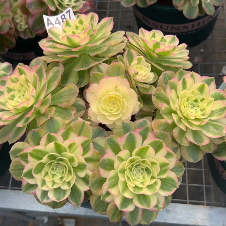 487玉资20厘米左右