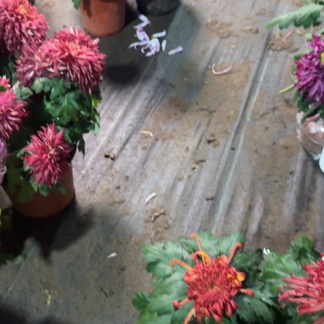 客***南全部花朵鲜绿一颗