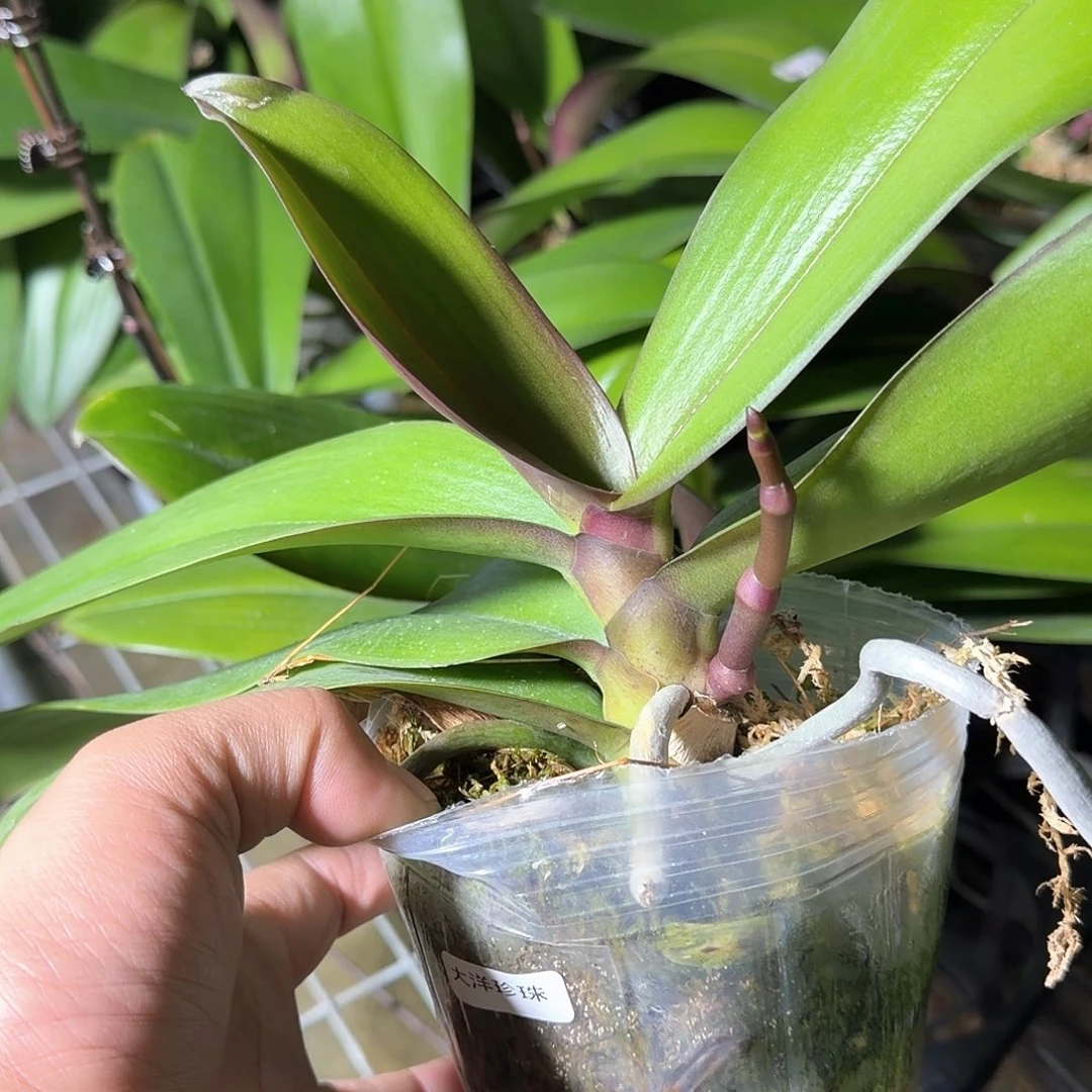 无花朵大洋珍珠带梗