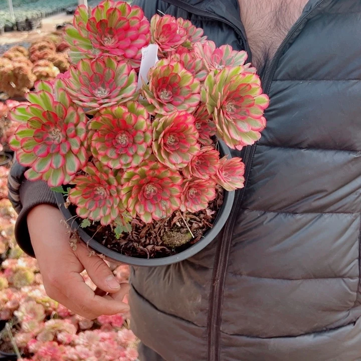 粉铜二加伦67号多肉法师