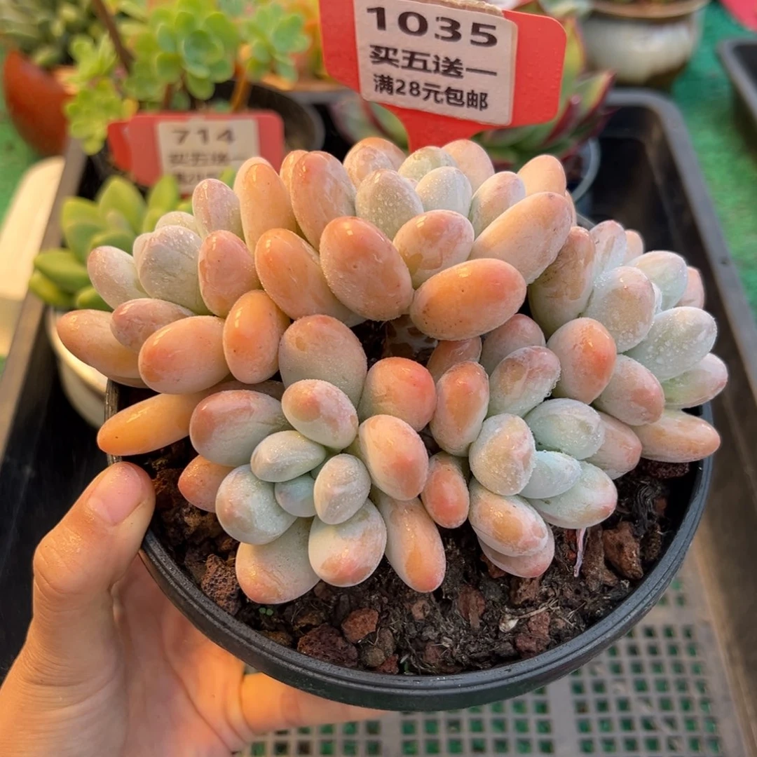 表妹精品多肉植物1035: