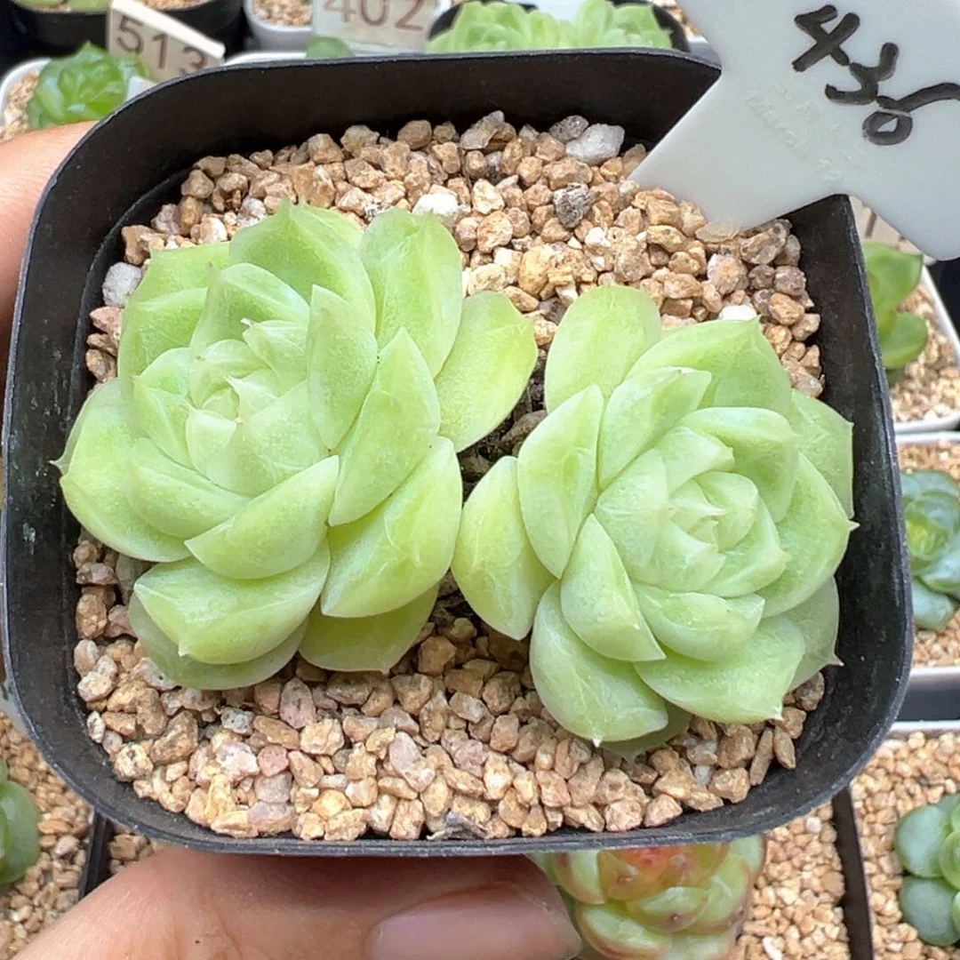 436号梨花白不包整