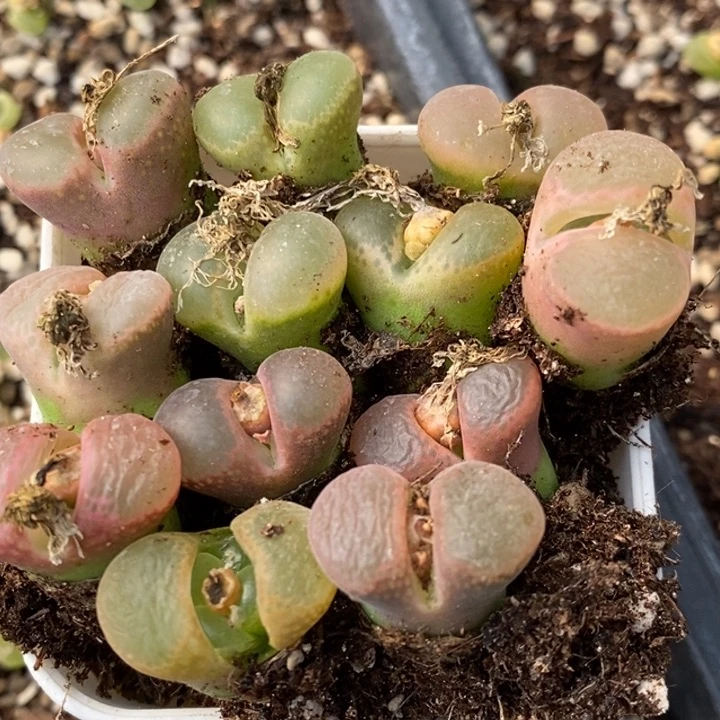 2147一组一组yi zu