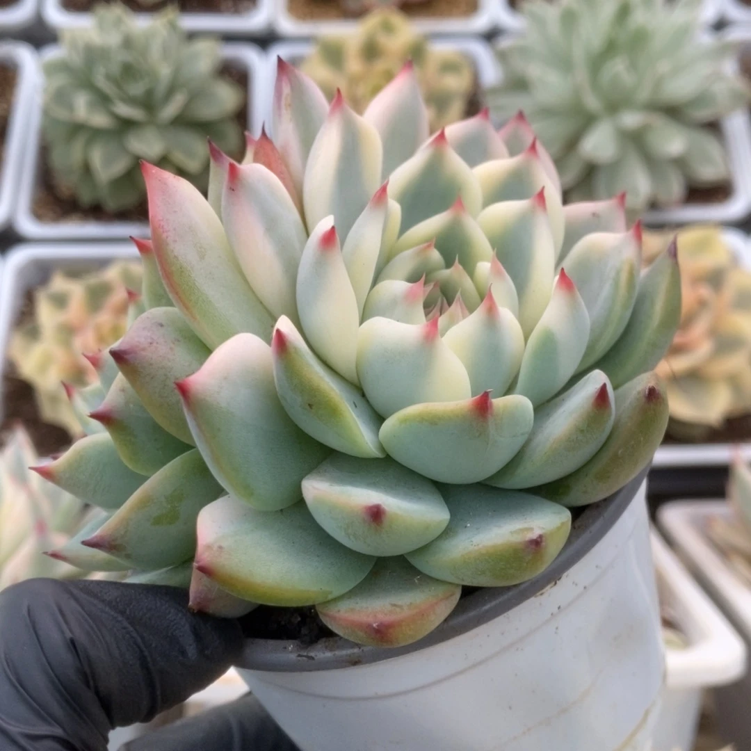 221锦锦锦锦锦锦锦锦锦锦