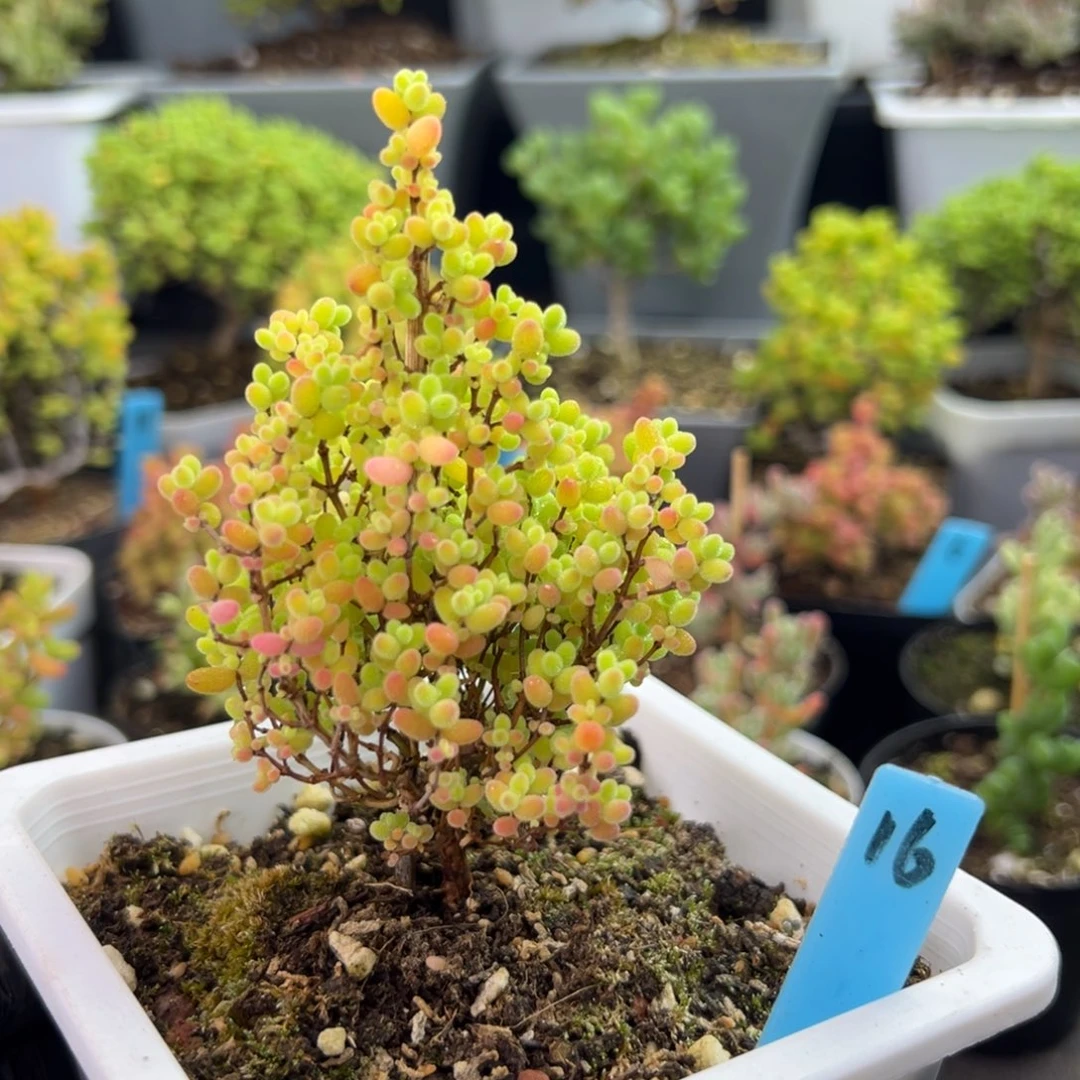 彩蜜橘糖球圣诞款16号