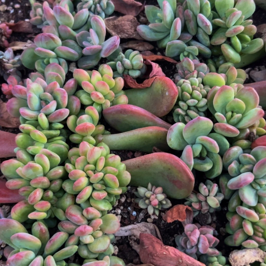 美人系列多肉植物1排