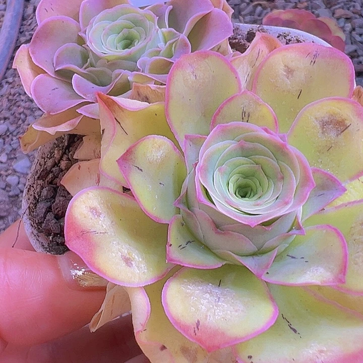 山地玫瑰酒杯2颗144