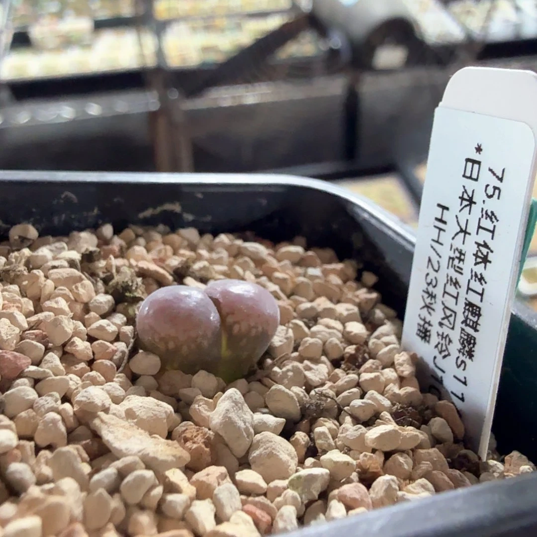 p**idy1 红麒麟 pipi 7/2