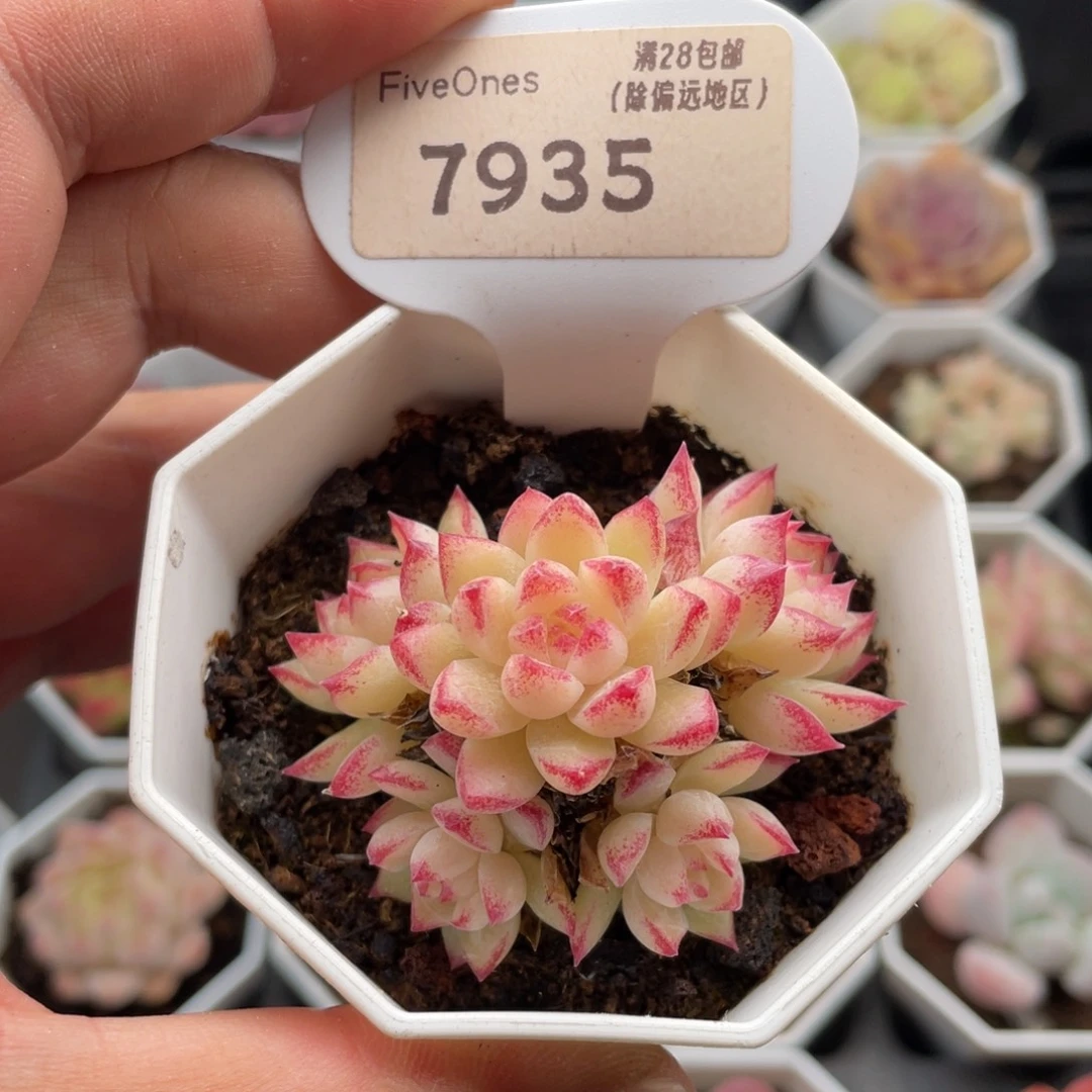 红边女王7935-5.5厘米