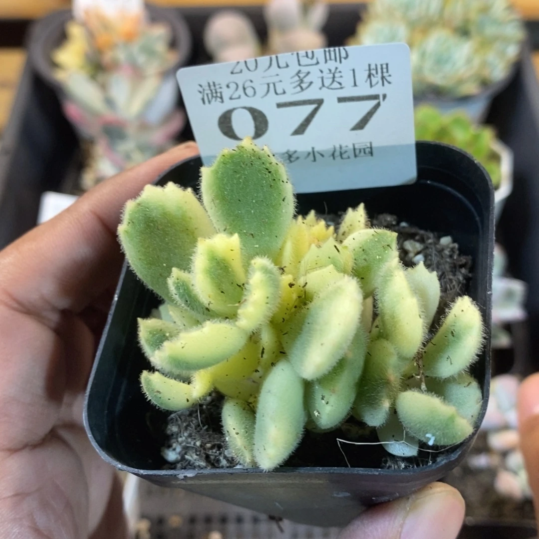 白熊一物一拍满20包邮满26送一颗多肉