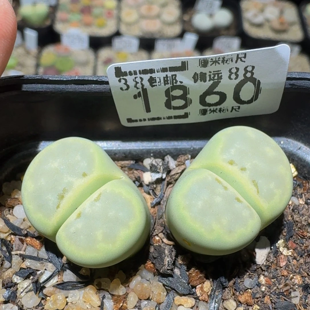 Ssss精品生石花1860