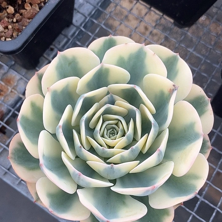 玉蝶锦多肉植物的