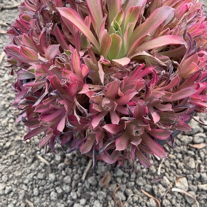 孔雀白锦多肉植物，他会