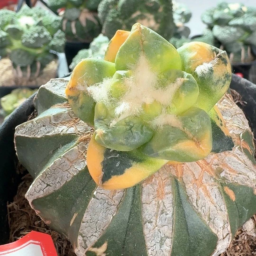 【闪购商品】无花朵豆****)龟甲花锦24