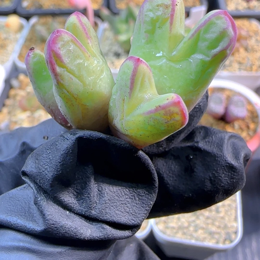 薇*多肉植物985SP5号