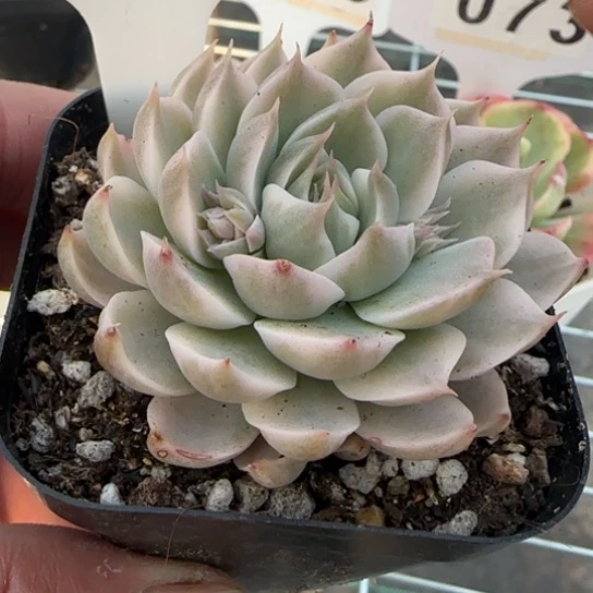 100号.玛格丽特锦一物一拍多肉