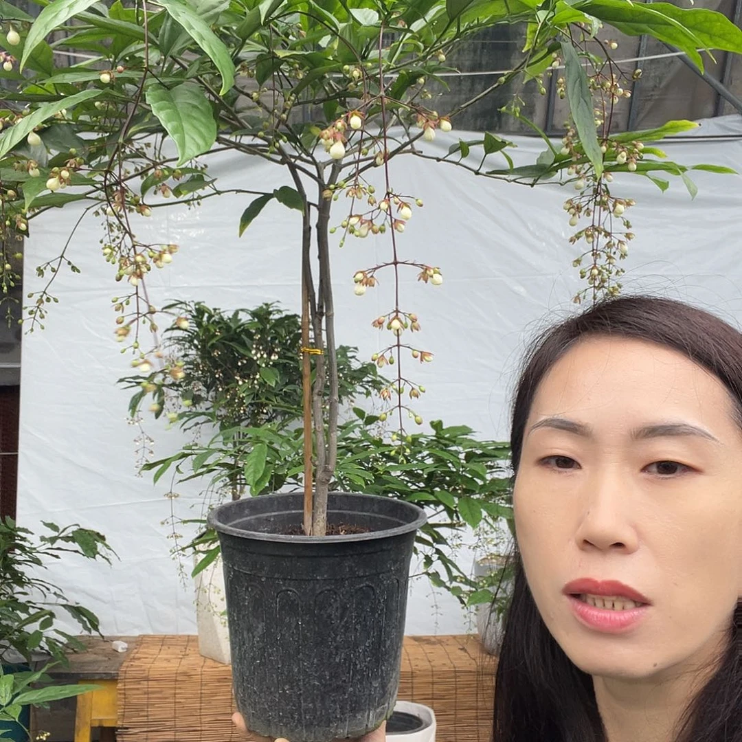 无花朵垂丝茉莉大颗一盆