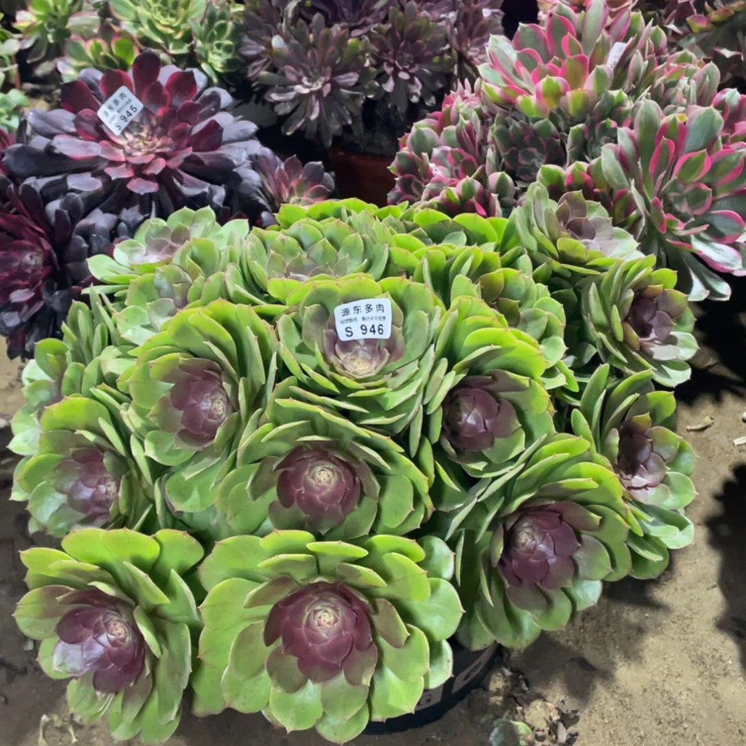 946红心多肉法师断枝不包