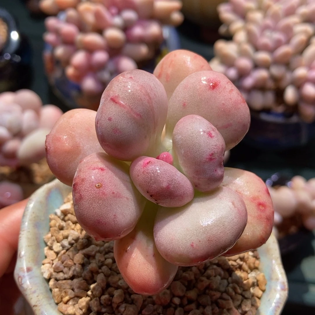 油煎丸子一物一拍