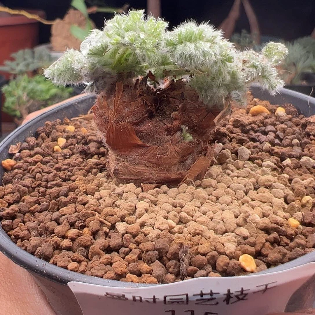 115号羽叶洋奎11.3多肉