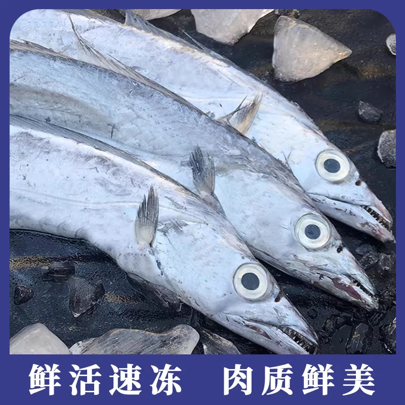 【送一斤】舟山小眼睛带鱼 纯正东海野生带鱼 肉质细嫩 可蒸可煮