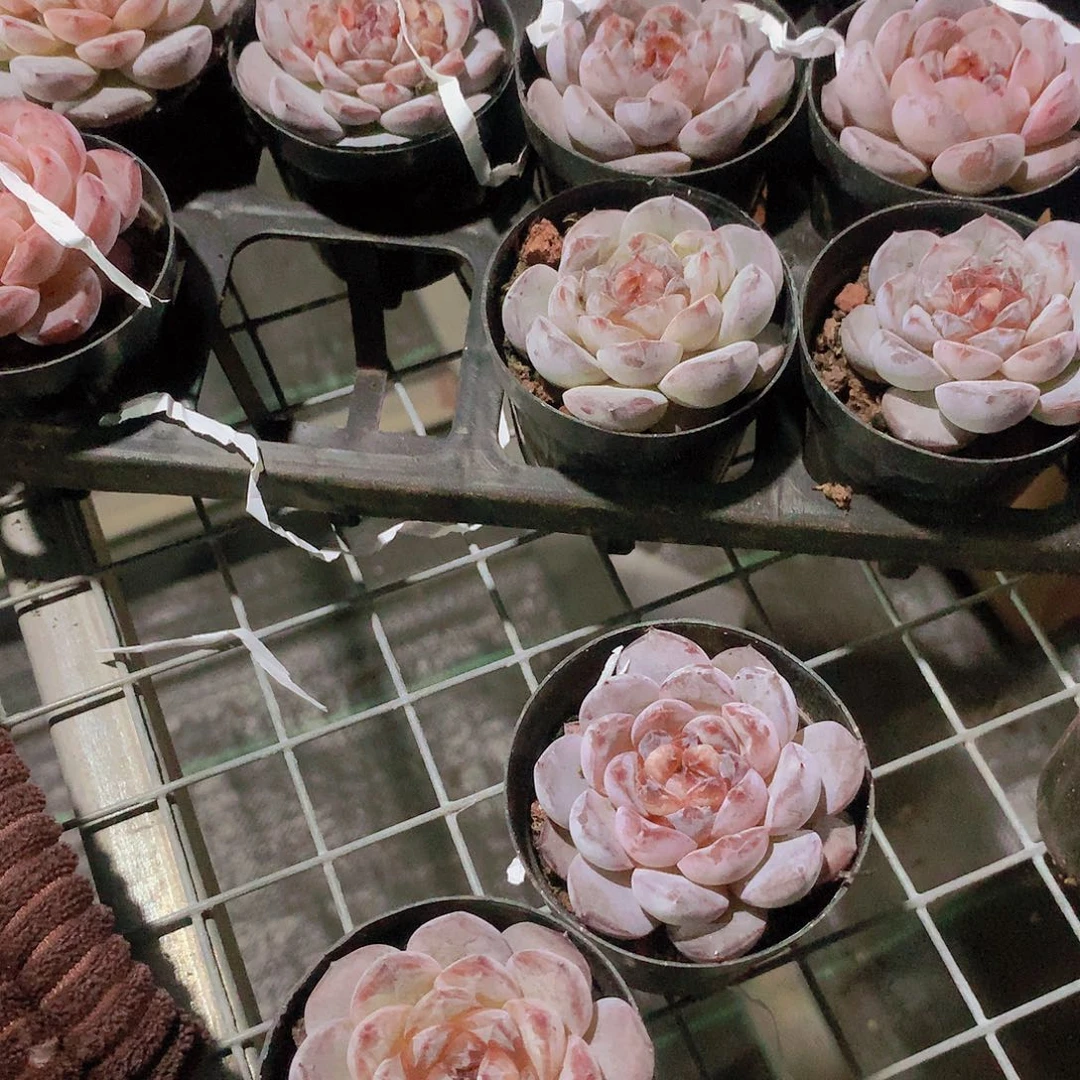 冰魄2盆458887744784777