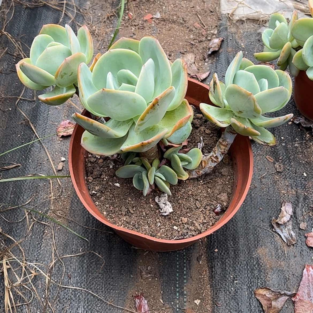 【闪购商品】无花朵莫*