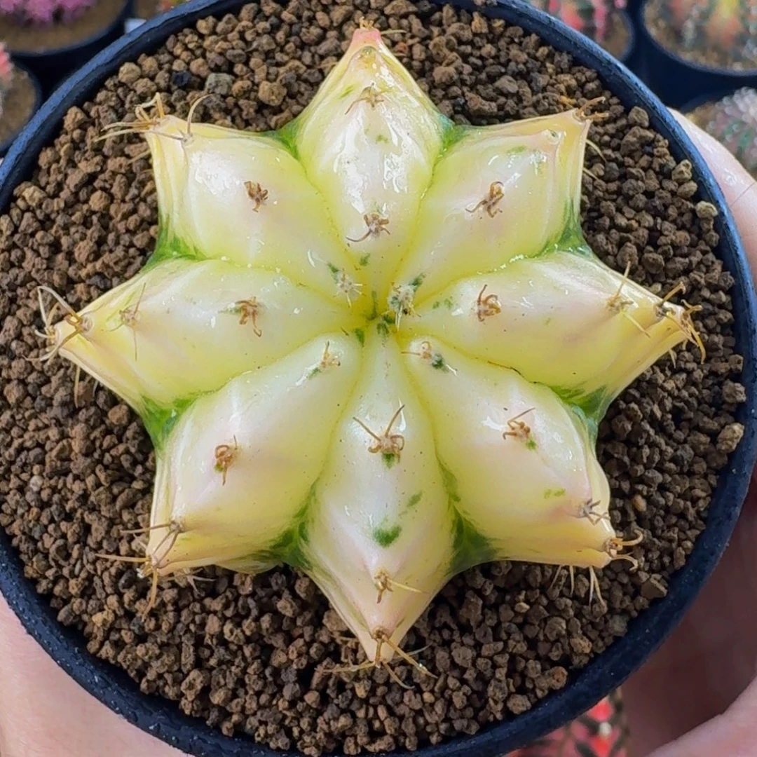 白玉锦00000000000108