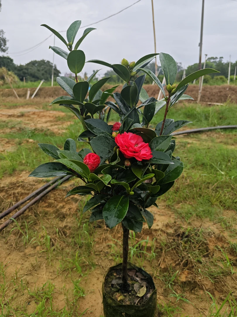 【四季茶花】四季开花观赏精选花卉庭院室内阳台盆栽（带花苞）