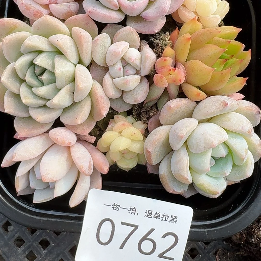 杂交新品珍妮多肉762