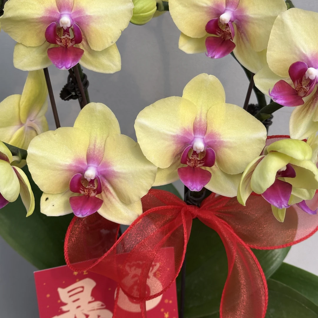 富豪优选（朝日3-5）蝴蝶兰 花期长 拍2份配大盆