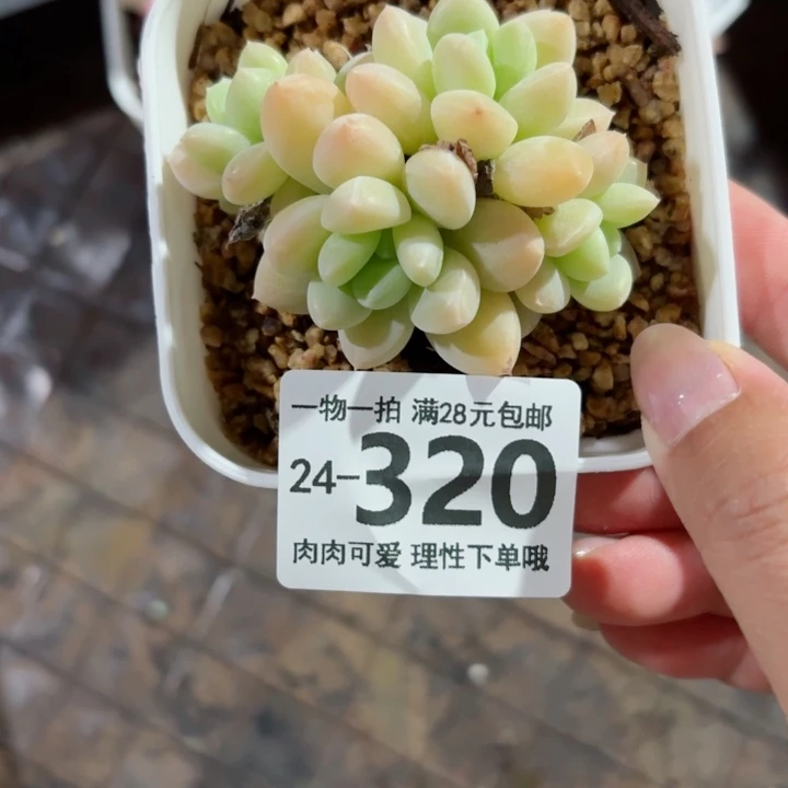 阮玲玉无盆土发货无盆土